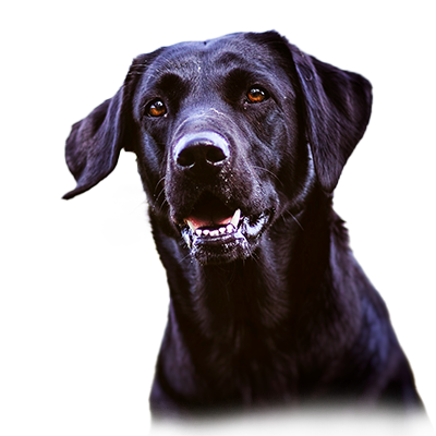 Gundog's Choice Fame <span class="uk-text-primary">mein Easy Dog...</span>