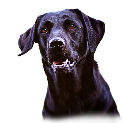 Gundog's Choice Fame <span class="uk-text-primary">mein Easy Dog...</span>